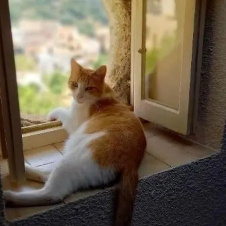 Casa Di Pilou - Maison Et Jardin Près De La - * Corbara