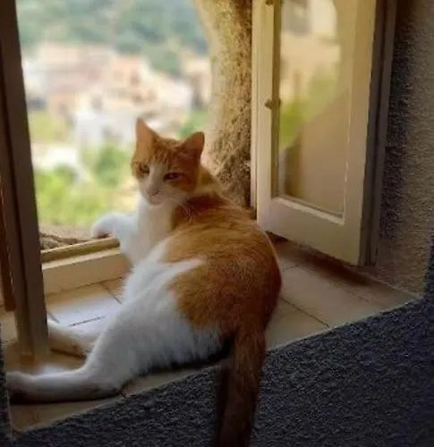 Casa Di Pilou - Maison Et Jardin Pres De La - * Corbara